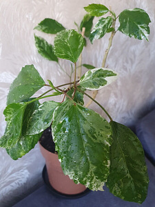 Hibiskus variegata lill taim hibiscus toakask (2 foto / 2)