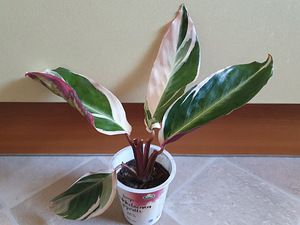 Stromante Triostar taim lill (3 foto / 3)