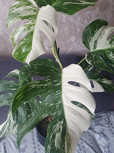 Monstera Variegata Albo lill taim HALF + FULL MOON (1 foto / 3)