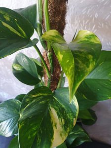 Kuld-nõelköis Epipremnum aureum lill taim liaan (1 foto / 2)