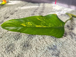 Philodendron Domesticum variegata filodendron lill (7 foto / 10)