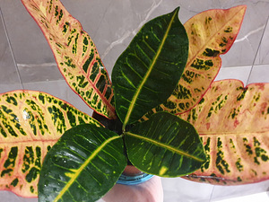 Kroton värviline Codiaeum croton ebakrotoon lill taim (2 foto / 2)