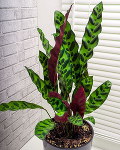 Calathea Lancifolia Süstjas tiigerlehik taim lill (1 foto / 2)