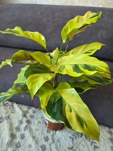Калатея Yellow Fusion цветок растение calathea (2 фото из 2)