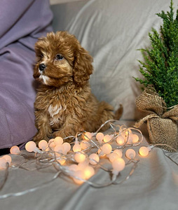 Cavapoo kutsikad (2 foto / 4)