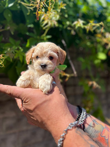 Maltipoo F1 Mini (5 foto / 9)