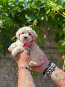 Maltipoo F1 Mini (6 foto / 9)