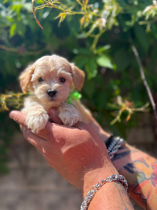 Maltipoo F1 Mini (9 foto / 9)