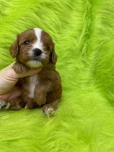 Kutsikad Maltipoo F1 (3 foto / 4)