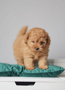 Maltipoo mini F1 kutsikad (5 foto / 6)