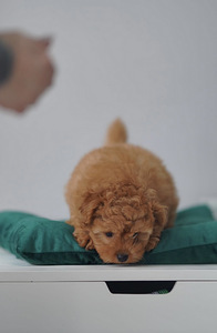 Maltipoo mini F1 kutsikad (6 foto / 6)