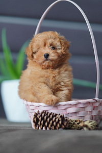 Maltipoo mini F1 kutsikad (1 foto / 6)