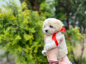 Maltipoo F1 kutsikad (2 foto / 10)