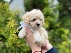 Maltipoo F1 kutsikad (4 foto / 10)