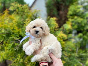 Maltipoo F1 kutsikad (5 foto / 10)
