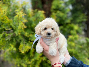 Maltipoo F1 kutsikad (8 foto / 10)