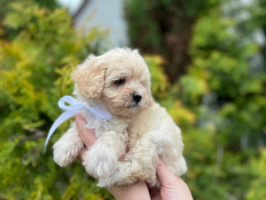 Maltipoo F1 kutsikad (7 foto / 10)