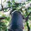 Zils amerikāņu Stafordšīras terjera kucēns (foto #2)