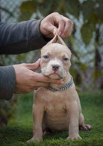 American Bully Pennut (2 valokuva sivusta 7)
