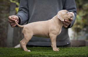 American Bully Pennut (3 valokuva sivusta 7)