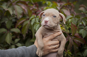 American Bully Pennut (5 valokuva sivusta 7)