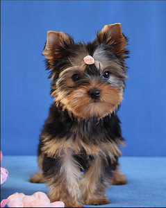 Yorkshire terrier girl and boy