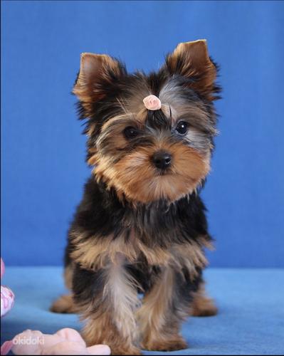 Yorkshire terrier girl and boy (foto #1)