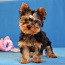 Yorkshire terrier girl and boy (foto #3)