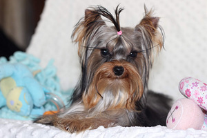 Mini yorkie girl (3 foto / 4)