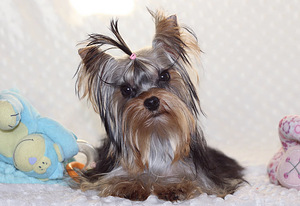 Mini yorkie girl (4 foto / 4)