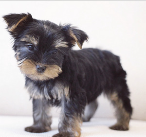 Yorkshire terrier (1 foto / 3)