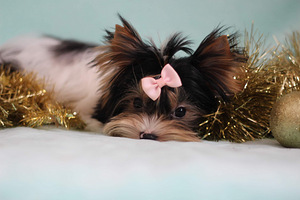 Mini biewer girl (3 foto / 3)