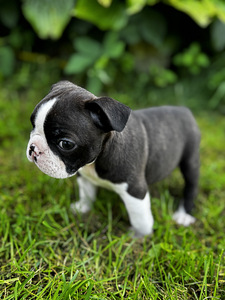 Boston Terrier (2 foto / 6)