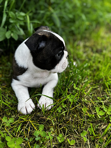 Boston Terrier (4 foto / 6)