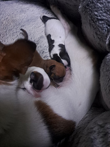 Müüa chihuahua kutsikad (5 foto / 9)