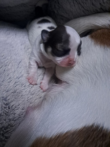 Müüa chihuahua kutsikad (7 foto / 9)
