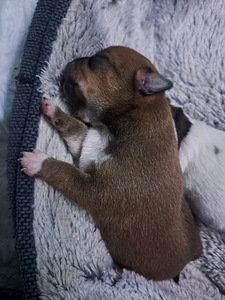 Müüa chihuahua kutsikad (9 foto / 9)
