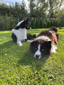 Jakuudi huskyd on heades kätes (3 foto / 4)