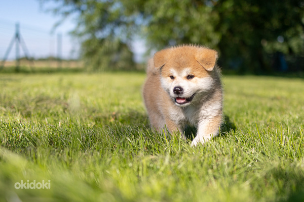 Akita Inu (foto #5)