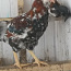 Орловские петухи и цыплята жемчуж. курицы (фото #1)