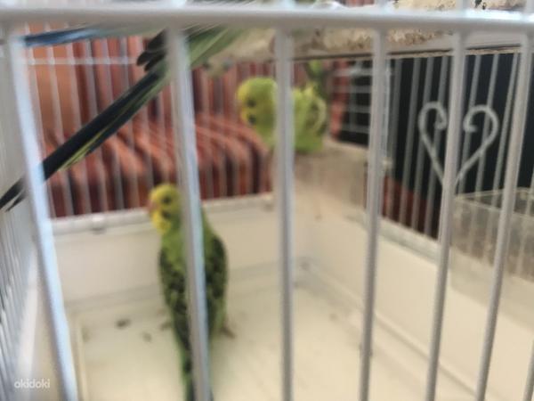Волнистые попугаи (фото #2)