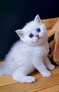 Briti kassipoeg / British kitten, silver shaded chinchilla (2 foto / 10)