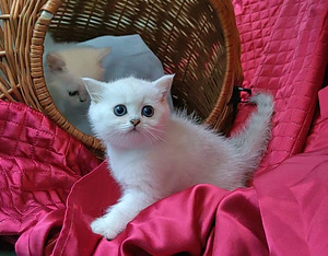 Briti kassipoeg / British kitten, silver shaded chinchilla (4 foto / 10)