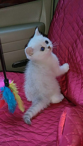 Briti kassipoeg / British kitten, silver shaded chinchilla (5 foto / 10)