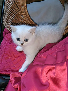 Briti kassipoeg / British kitten, silver shaded chinchilla (6 foto / 10)