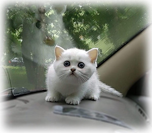 Briti kassipoeg / British kitten, silver shaded chinchilla (10 foto / 10)