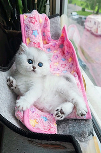 Британский короткошерстный котенок BRI ns 11. Девочка. (7 фото из 10)