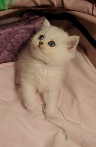 Briti kassipoeg isane. silver chinchilla BRI ns11 (3 foto / 8)