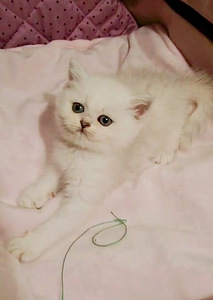 Briti kassipoeg isane. silver chinchilla BRI ns11 (6 foto / 8)