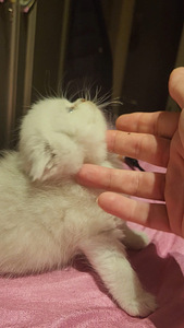 Briti kassipoeg isane. silver chinchilla BRI ns11 (4 foto / 8)